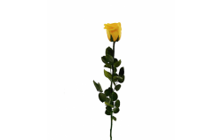 Stabilizovaná růže volná žlutá