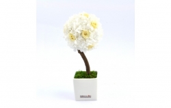 Stromeček Hortenzie 2 white, champange princess:stabilizovaná květina
