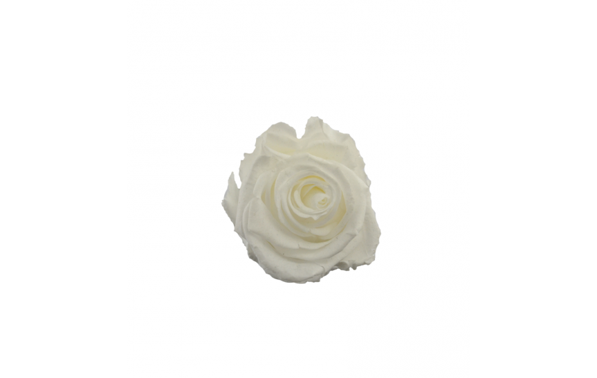 Hlavy růží princess- white 16 ks