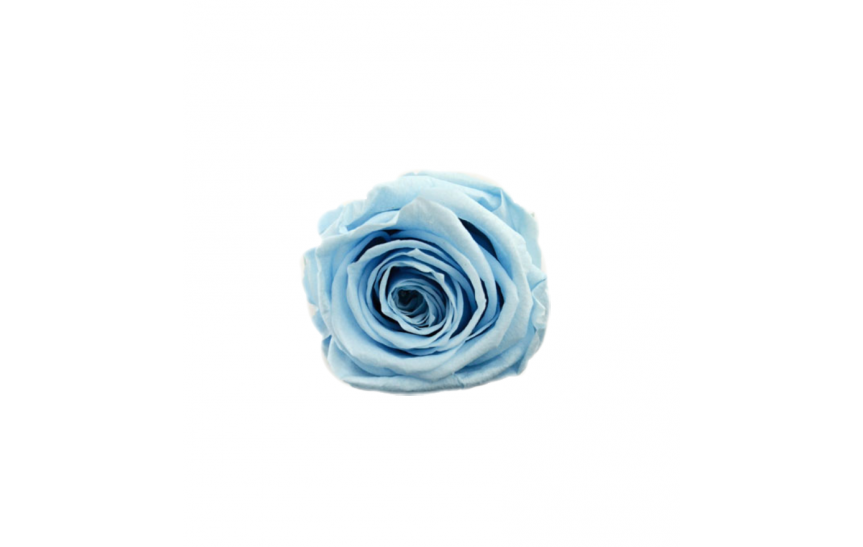 Hlavy růží princess- light blue 16 ks