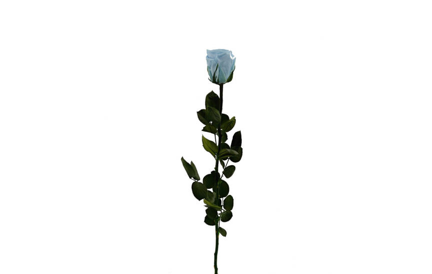 Stabilizovaná růže balená světle modrá