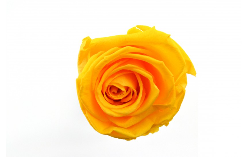 Hlavy růží princess- saffron yellow 16 ks 