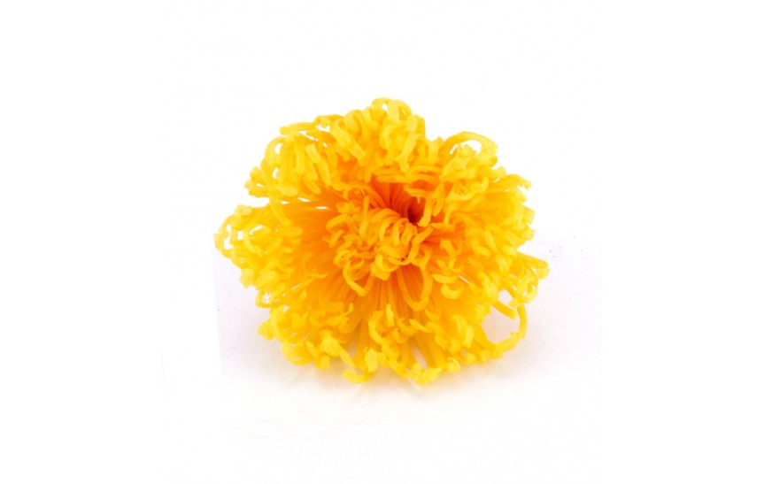 Crisantemo Anastasia - yellow 4 ks