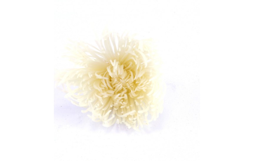 Crisantemo Anastasia - white 4 ks 