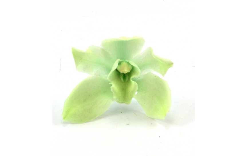 Cymbidium Orchid - mint 4 ks 