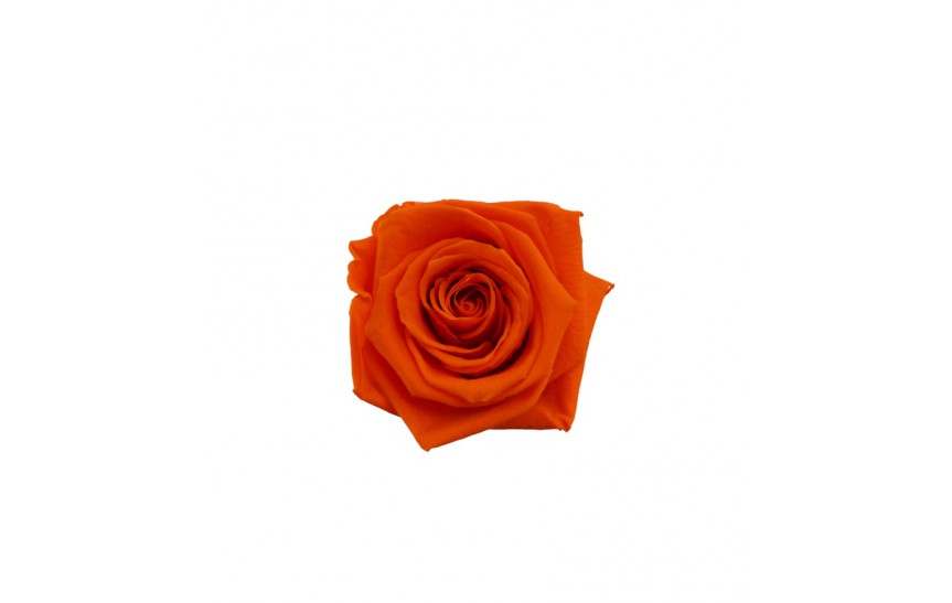 Hlavy růží mini - orange 12ks