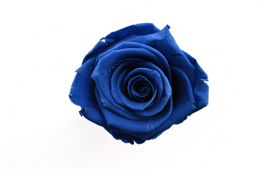 Hlavy růží mini - royal blue 12ks 