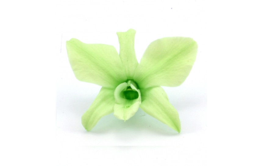 Dendrobium Orchid - mint 5 ks