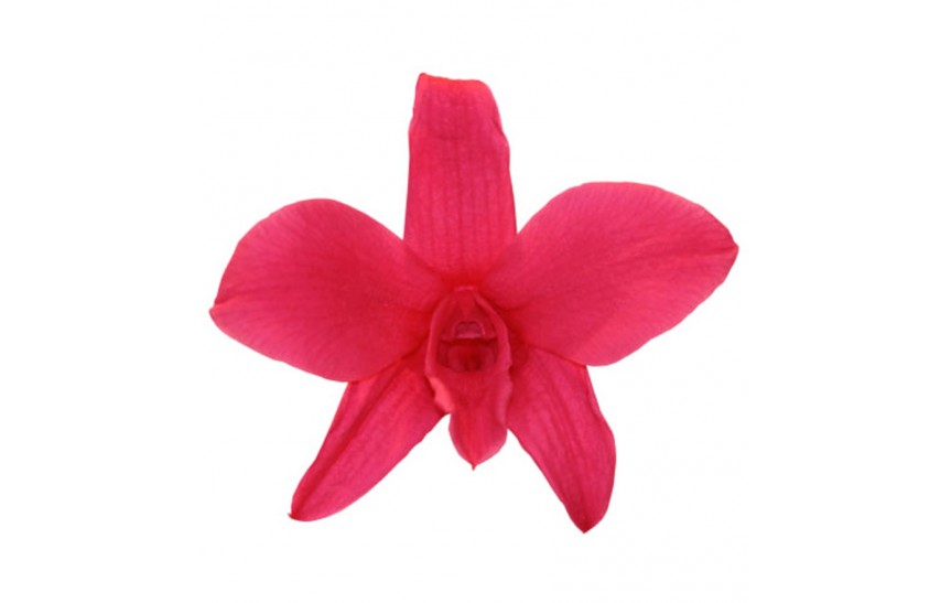 Dendrobium Orchid - dark pink 5 ks 