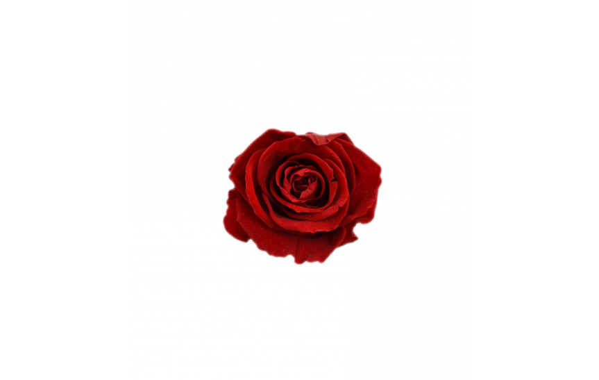 Hlavy růží mini - red 12ks    
