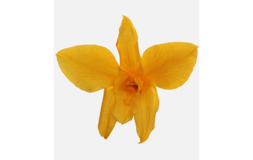 Dendrobium Orchid - yellow 5 ks 