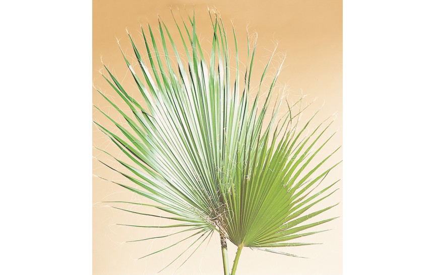 Listy palmy washingtonia 80 - 100 cm