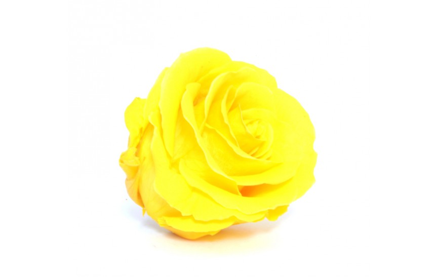 Hlavy růží extra 6ks saffron yellow