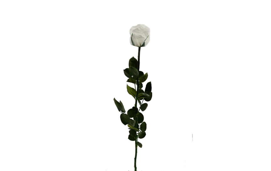 Stabilizovaná růže balená bílá