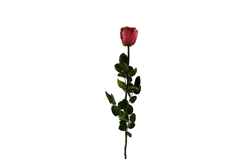 Stabilizovaná růže balená brusinková