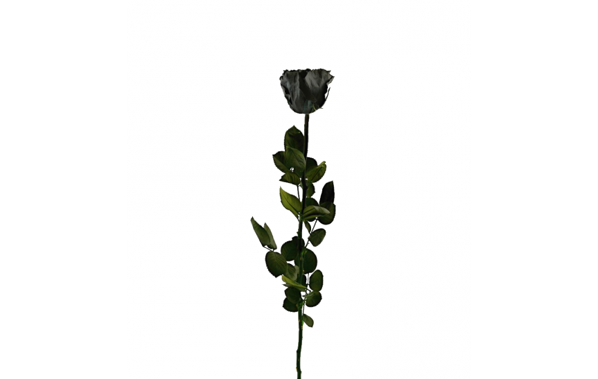 Stabilizovaná růže balená černá