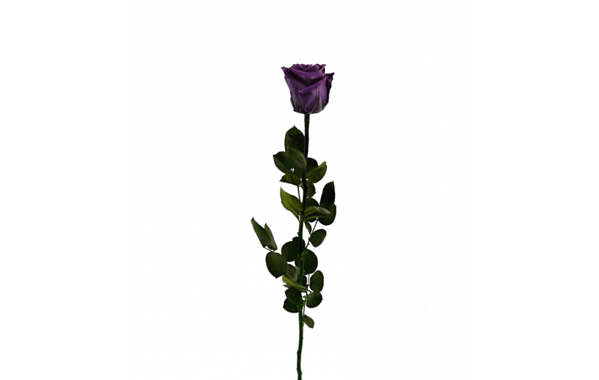 Stabilizovaná růže balená fialová