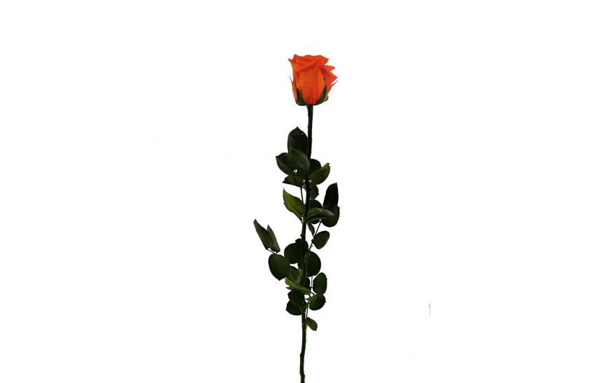 Stabilizovaná růže balená oranžová