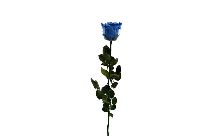 Stabilizovaná růže balená modrá