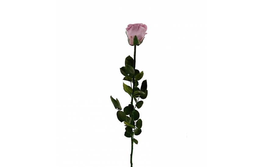 Stabilizovaná růže balená lila