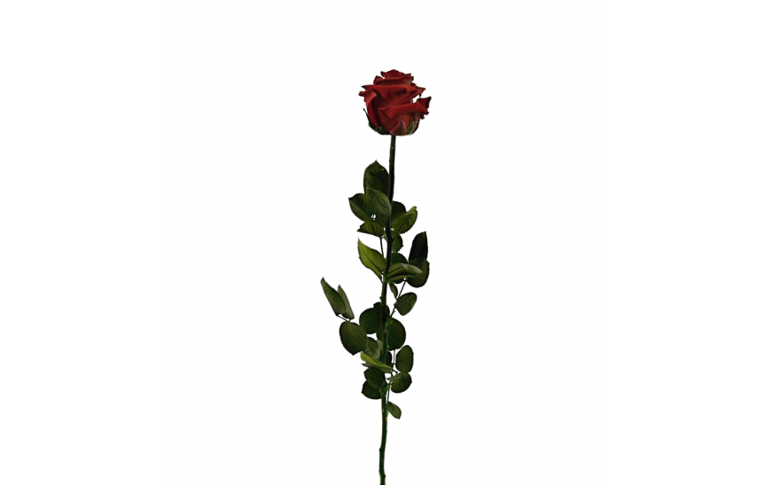 Stabilizovaná růže balená tmavě rudá