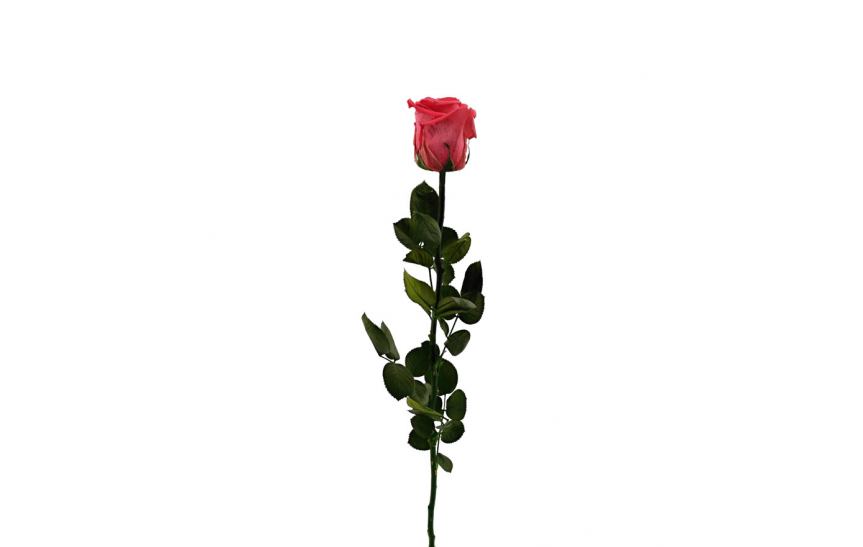 Stabilizovaná růže balená tmavě růžová