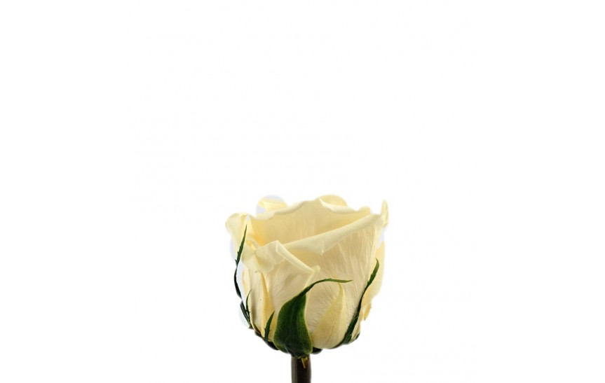 Stabilizovaná růže balená vanilková