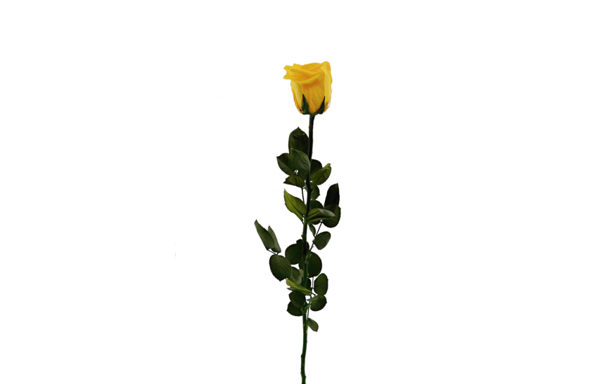 Stabilizovaná růže balená žlutá