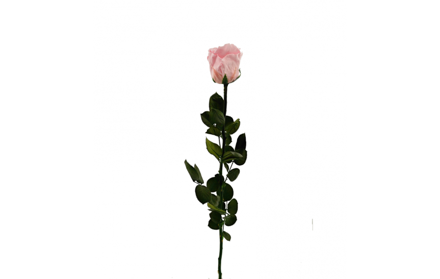 Stabilizovaná růže volná světle růžová