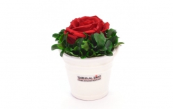 Aranže stabilizovaná růže Ida red